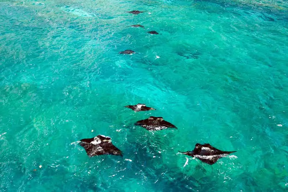 Snorkeling at Manta Point