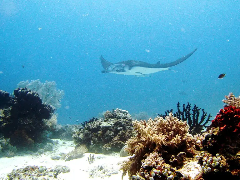 Manta ray swimming in Nusa Penida waters