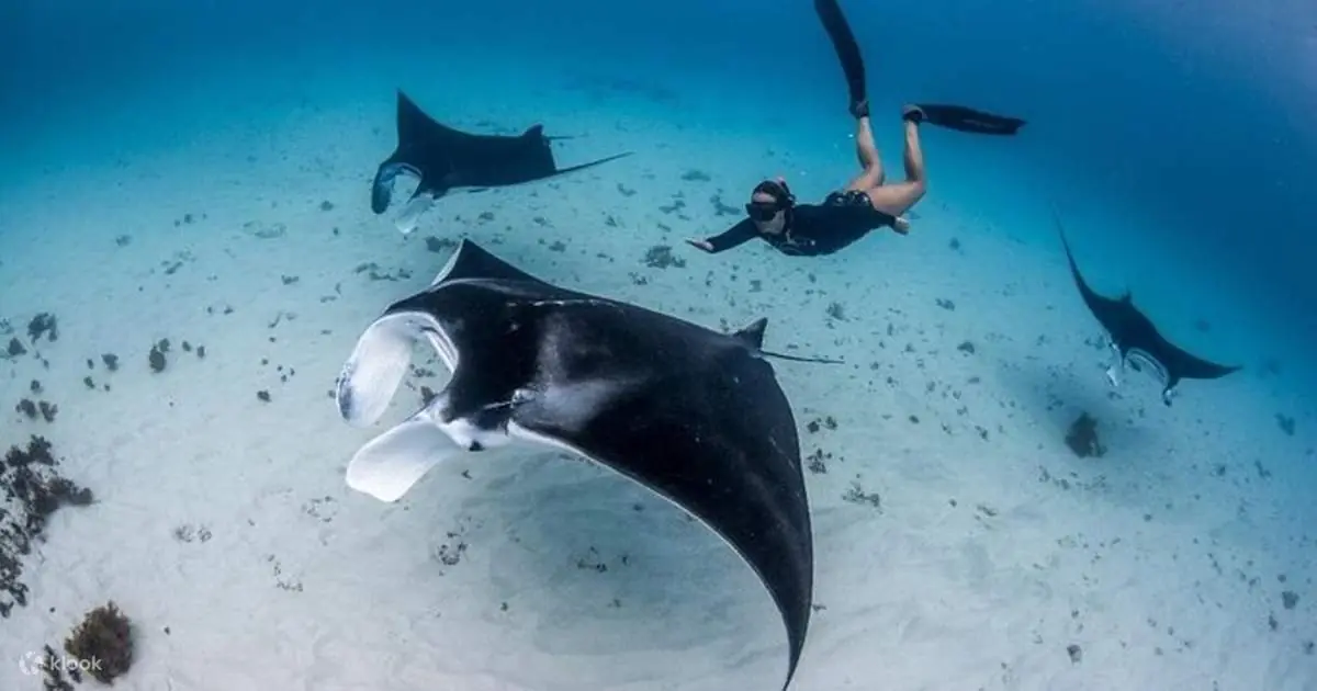 Manta Point snorkeling spot in Nusa Penida