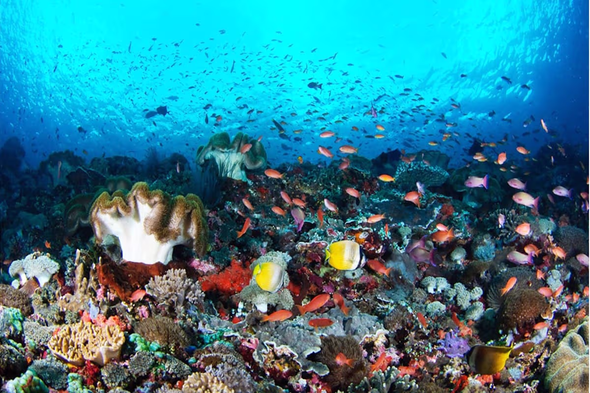 Wall Point snorkeling Nusa Penida reef drop-off