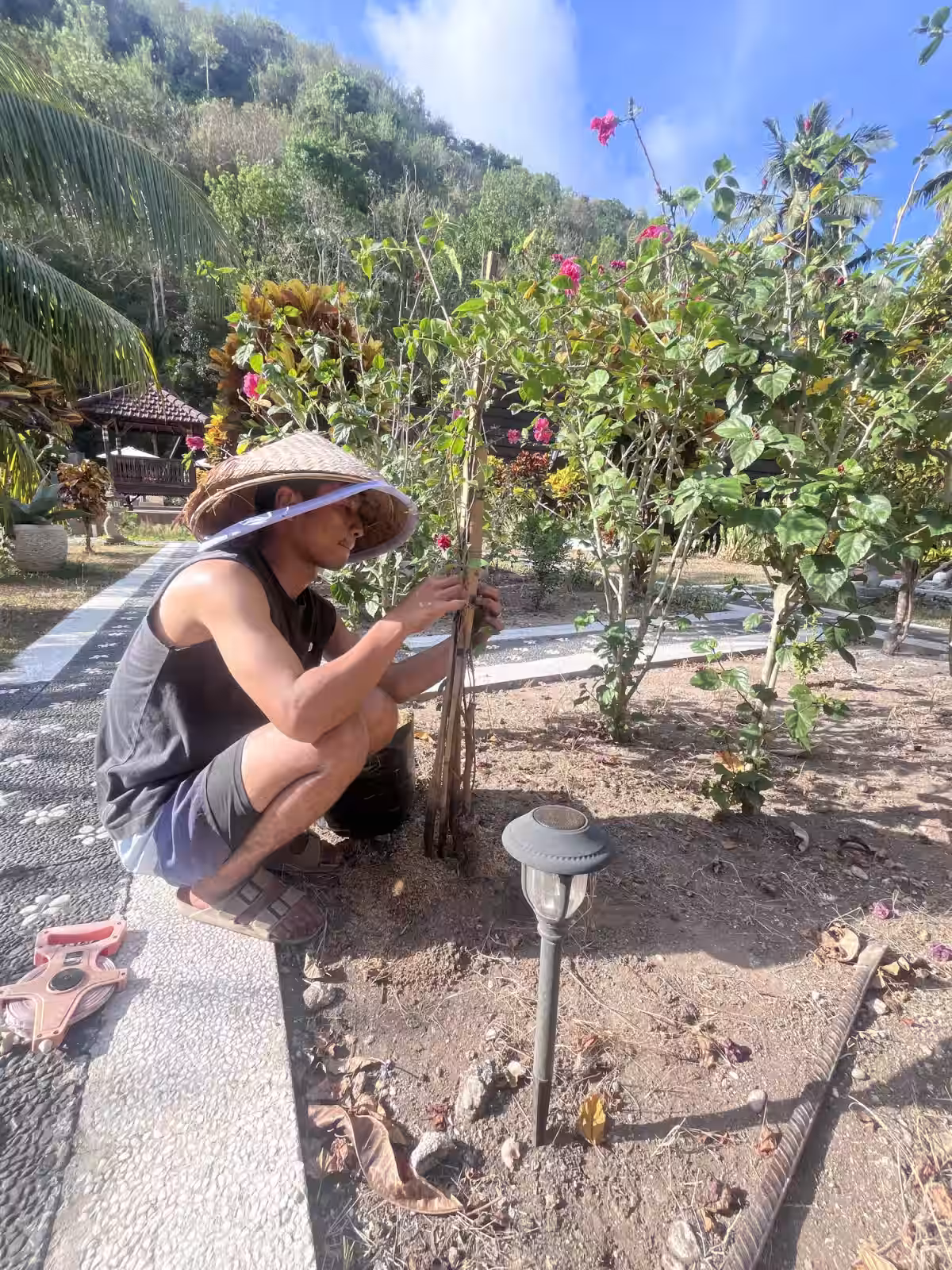 Nugraha securing a young bougainvillea stem to an upright support in the Mahaloka Valley garden.
